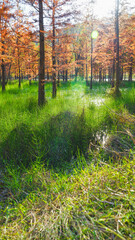 Fototapeta premium autumn forest in the morning