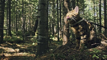 One cat in a city park. Bengal wildcat walk on the forest in collar. Asian Jungle Cat or Swamp or...