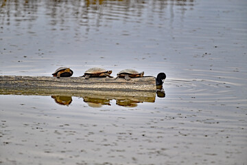 Western Pond Turtle aka Actinemys marmorata