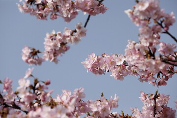 日本の春の花、河津桜