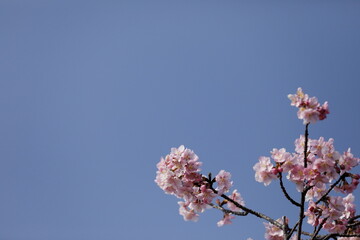 日本の春の花、河津桜