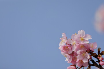 Naklejka premium 日本の春の花、河津桜