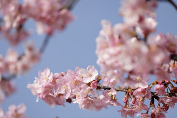 日本の春の花、河津桜