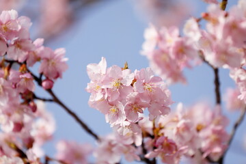 日本の春の花、河津桜