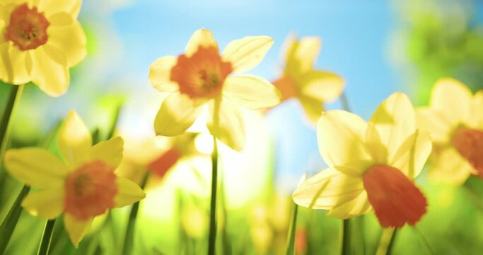 Spring yellow Daffodils