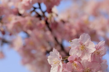 Obraz premium 日本の春の花、河津桜