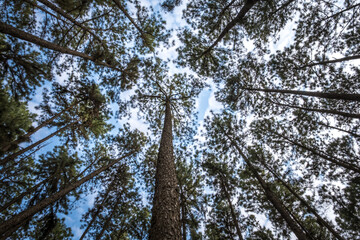 View of Bo Kaeo Pine Tree Garden or Suan Son Bor Kaew in Chiang Mai, Thailand