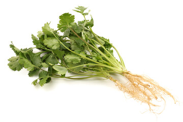 Coriander on a white background