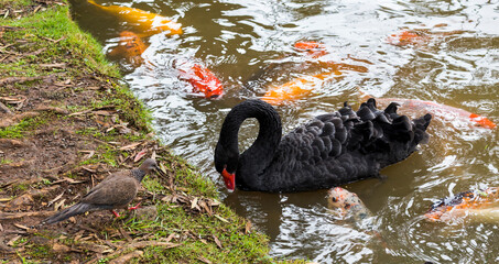 Beautiful black swan in park pond. Wild pidgin and decorative goldfish nearby  