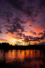 Fototapeta na wymiar Fiery sunset over Lake Wyaralong Dam in Queensland with stark silhouettes of drowned trees and water reflections.