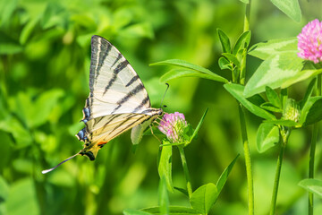Beautiful Butterfly Scarce Swallowtail, Sail Swallowtail, Pear-tree Swallowtail, Podalirius. Latin name Iphiclides podaliriu. Butterfly collects nectar on flower.