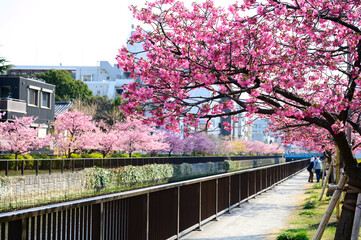 木場公園の河津桜の並木道