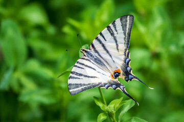 Beautiful Butterfly Scarce Swallowtail, Sail Swallowtail, Pear-tree Swallowtail, Podalirius. Latin name Iphiclides podaliriu. Butterfly collects nectar on flower.