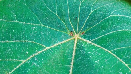 leaf with drops