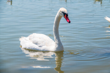 Graceful white Swan swimming in the lake, swans in the wild. Portrait of a white swan swimming on a lake.