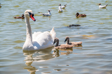 A female mute swan, Cygnus olor, swimming on a lake with its new born baby cygnets. Mute swan protects its small offspring. Gray, fluffy new born baby cygnets.