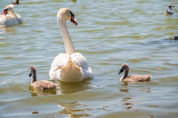 A female mute swan, Cygnus olor, swimming on a lake with its new born baby cygnets. Mute swan protects its small offspring. Gray, fluffy new born baby cygnets.
