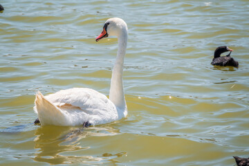 Graceful white Swan swimming in the lake, swans in the wild. Portrait of a white swan swimming on a lake.