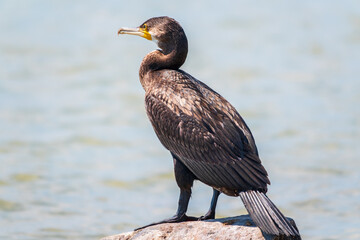 Great cormorant, Phalacrocorax carbo, standing on a stone on the sea shore.