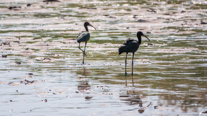 Pair of glossy ibis waterfowl, latin name Plegadis falcinellus, searching for food in the shallow lagoon.