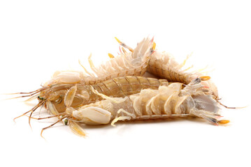 Mantis Shrimp on the white background