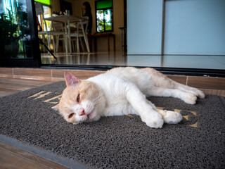 Yellow-white Fat Cat Lying on The Welcome Mat