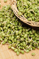 green soybean sprouts on white background