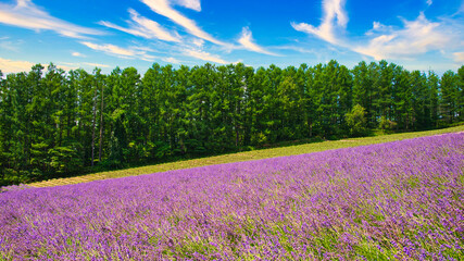 富良野の美しいラベンダー畑