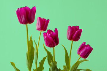 Burgundy tulips on light green background. Bunch of beautiful fresh flowers close up