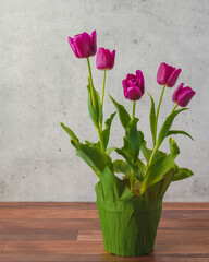 Bunch of beautiful burgundy tulips in a flower pot close up on wooden background with copy space