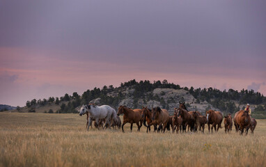 Fototapeta na wymiar Quarter Horse Mares and Foals