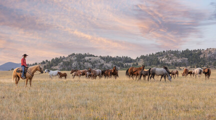 Quarter Horse Mares and Foals