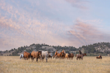 Quarter Horse Mares and Foals