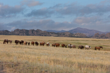 Obraz premium Quarter Horse Mares and Foals