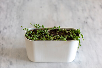 Senecio rowleyanus succulents hanging plant in a decorative pot