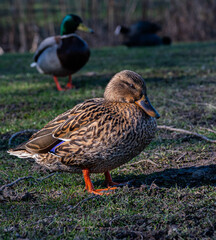 Brown Mallard Duck in a park called Haarlemmermeerse Bos in Hoofddorp The Netherlands