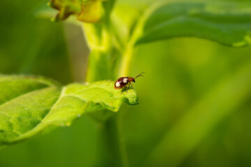 Ladybug on green foliage.The process of reproduction of insects 
