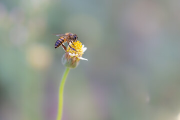 Close up of a working bee on a flower 