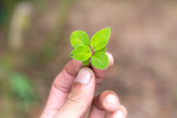 Fresh green leaf in girl hand over blurred green garden background, outdoor day light 