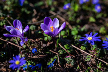 Various colorful purple and blue flowers blooming in spring in a park
