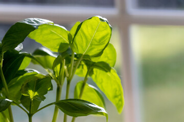 green basil leaves on stems growing in kitchen window light