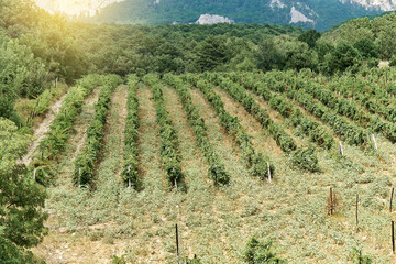 Fototapeta na wymiar Large vineyard with straight rows of green growing plants on sloppy hill at sunset. Picturesque agricultural landscape. Grape plants cultivation