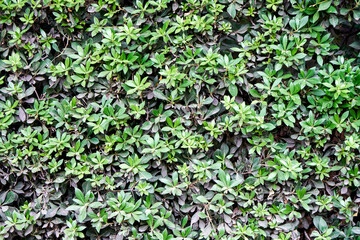 Small lush fresh plants grow on lawn in botanical garden as floral background. Green flora for urban parks and courtyards decor. Nature representants