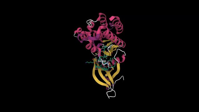 Structure of JAK3 in complex with Delgocitinib. Animated 3D cartoon model, secondary structure color scheme, PDB 7c3n, black background
