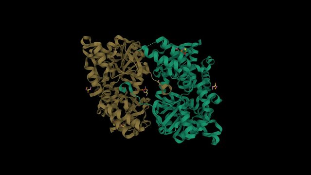 Structure of human cytosolic 5'-nucleotidase II in complex with adenosine. Animated 3D cartoon model, chain id color scheme, PDB 2jc9, black background