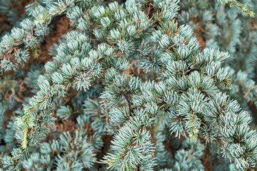 Branches of cedrus atlantica Glauca with short needles in wild forest closeup. Wonderful floral...