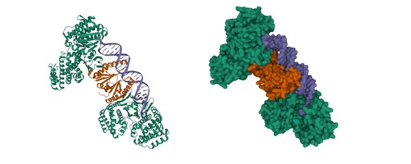 Cas1(green)-Cas2(brown)-prespacer binary complex. 3D cartoon and Gaussian surface models, chain entity color scheme, PDB 5xvn, white background