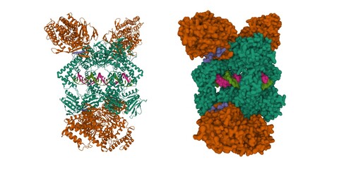 Cas1-Cas2-Csn2-DNA complex from the Type II-A CRISPR-Cas system. 3D cartoon and Gaussian surface models, chain entity color scheme, PDB 6qxf, white background
