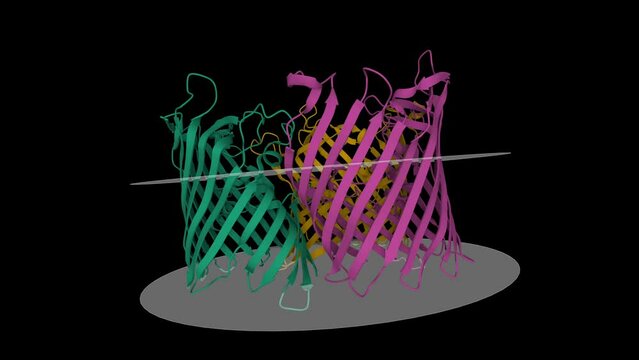 Structure of outer membrane protein PorB from Neisseria meningitidis with putative membrane shown. Animated 3D cartoon model, chain id color scheme, PDB 3vzt, black background