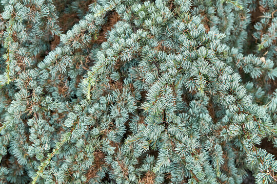 Branches of cedrus atlantica Glauca with short needles in wild forest closeup. Wonderful floral representant. Rare coniferous tree cultivation